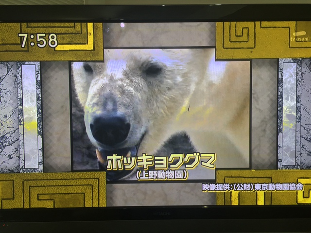 上野動物園ホッキョクグマ