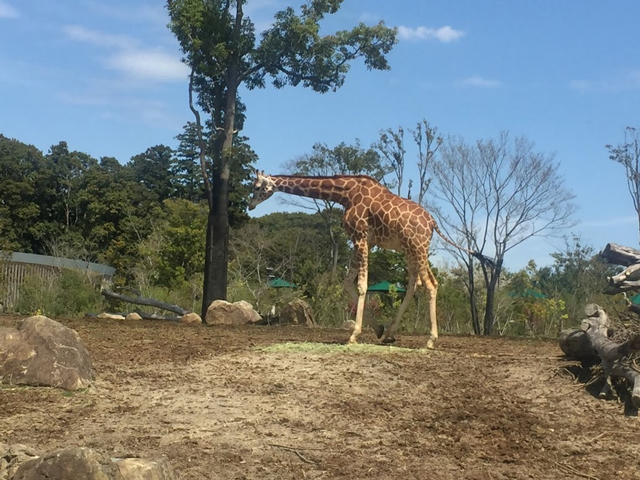 けものフレンズ ズーラシアにいるフレンズに会いに行こう 気になったから付箋